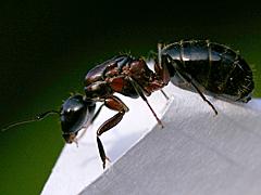 Carpenter Ant (queen)